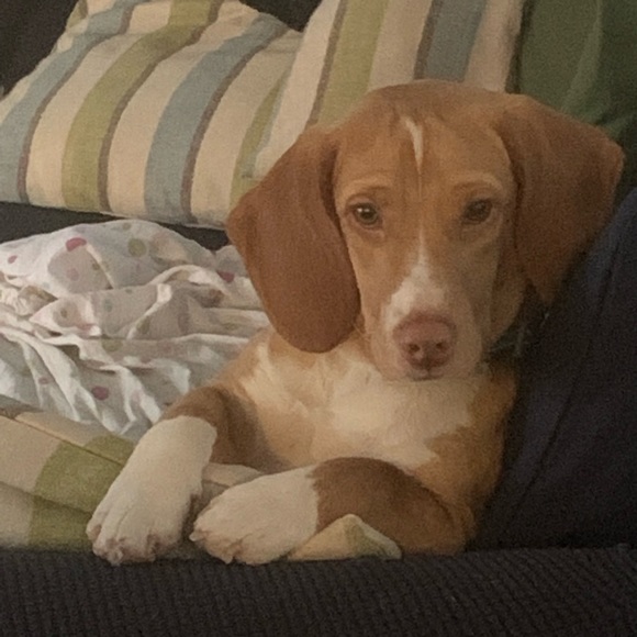 Meet your Posher, Kristie - Picture 4 of 16